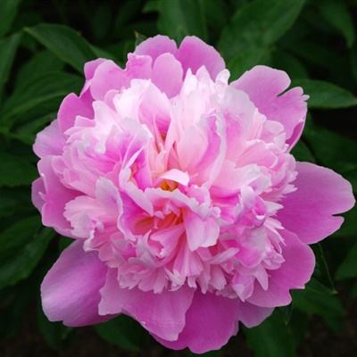 管家婆期期四肖四码中特管家手机app下载